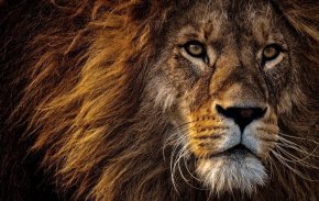 Gentil calme sympathique et responsable. Il est important de savoir que je déteste les problème. onh