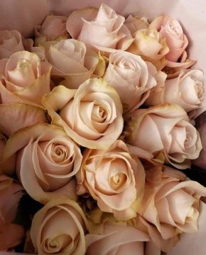 Rencontre de femmes mures matures et romantique 